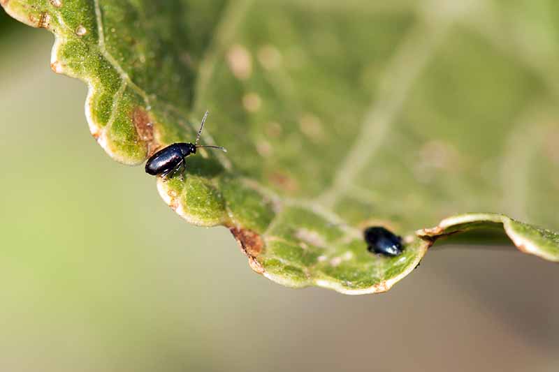 Close up of two flea beetles on a leaf. The background is of the leaf in soft focus.
