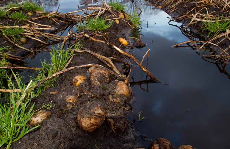 A patch of potatoes partially flooded and rotting from bacterial soft rot while still in the ground.