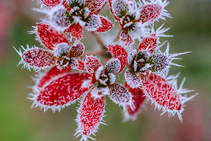 A close up of bright red leaves with frost that looks like mini icicles on a soft focus green background.