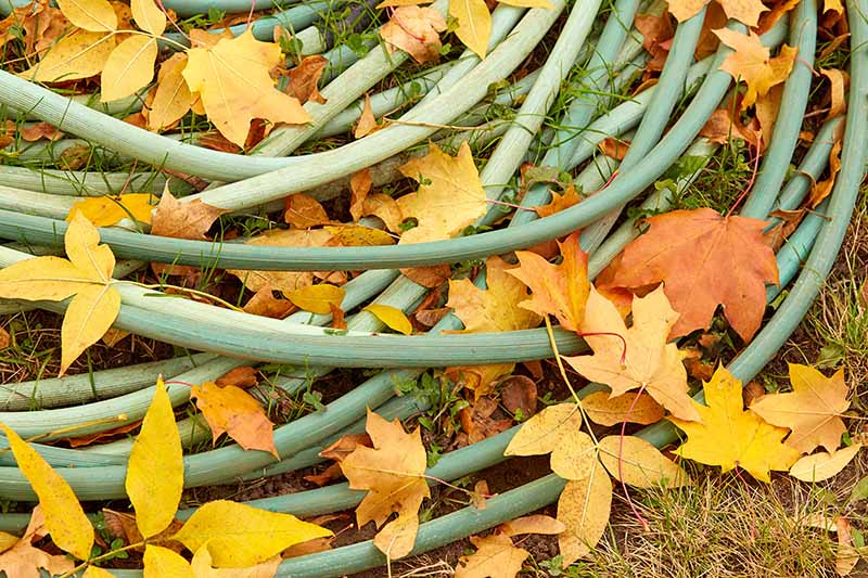 A close up of a light green garden hose, coiled up with yellow and orange autumn leaves around it. Grass is visible in the background.