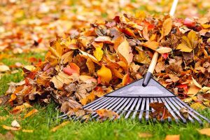 Close up of a rake, with a wooden handle, and autumn leaves raked into a pile, with grass and soft focus leaf fall in the background.