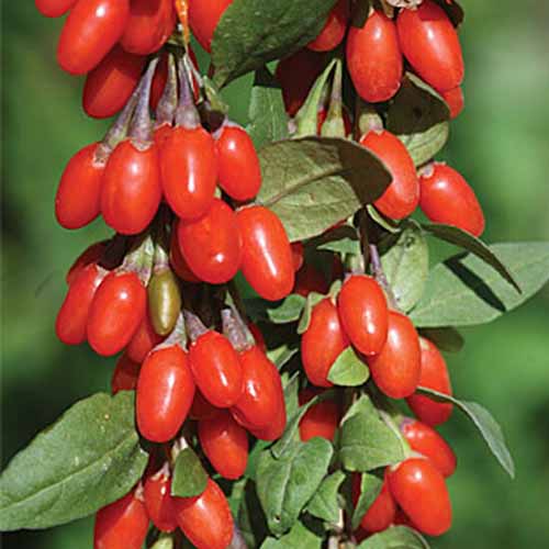 Close up of 'Sweet Lifeberry' goji berries, growing on the stem, their bright red color contrasting with the leaves, in bright sunshine. The background is soft focus green.