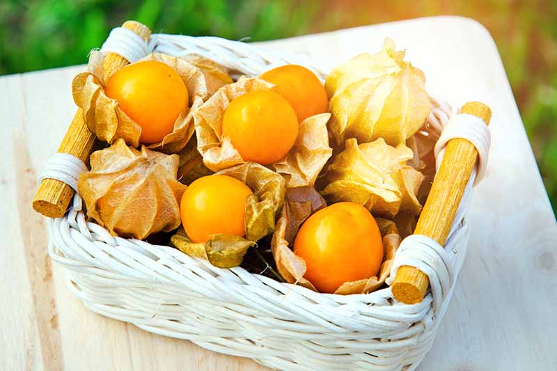 A white woven basket, with wooden handles, on a light wooden table, containing ground cherries. Some are in their husks, and others have the husks pulled back to reveal the bright orange fruit.