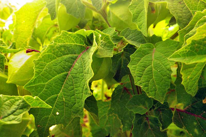 Close-up horizontal image of the leaves of a Physalis pruinosa plant. To the left of the frame, an unripe berry, in a green husk.