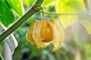 Close up of a ground cherry, the husk partially open, revealing the orange berry inside. Hanging from a branch, with soft focus green background.