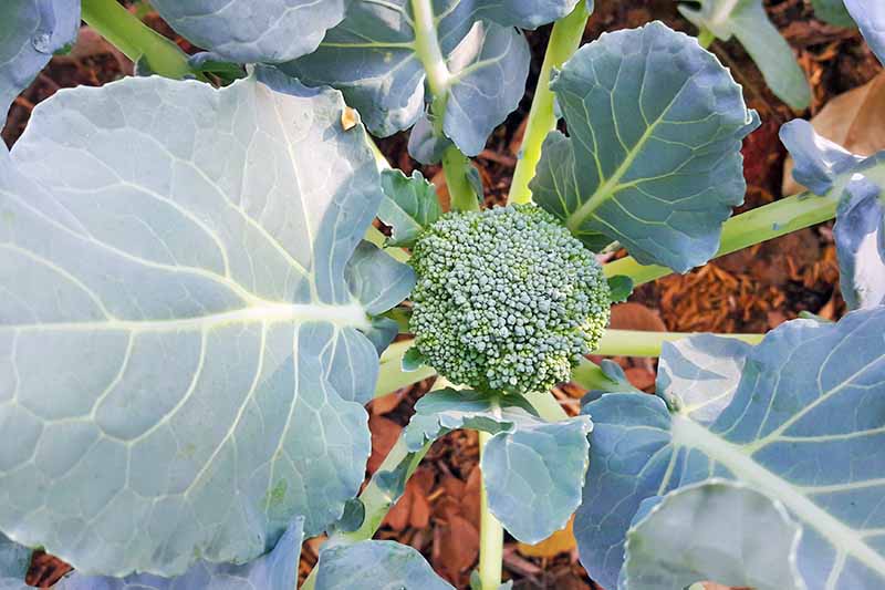 Close up of a small broccoli head with large leaves surrounding it. The mulched soil seen through the gaps in the stems.