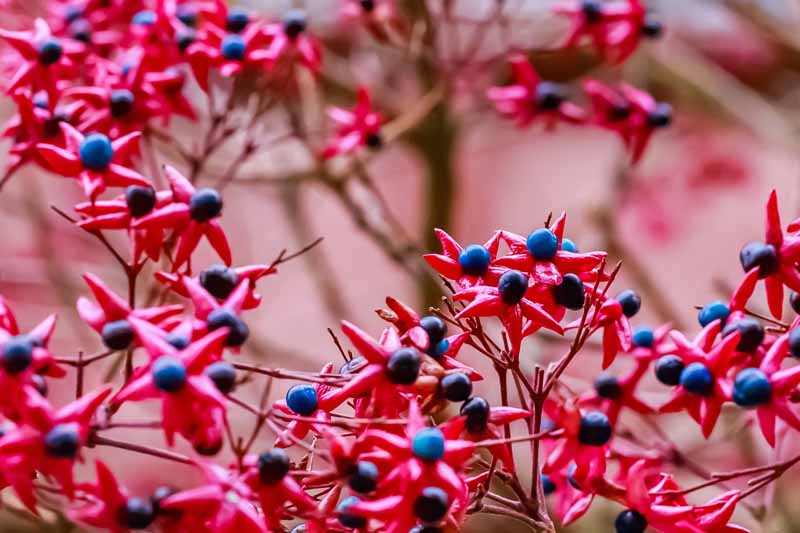 Harlequin glorybower (Clerodendrum trichotomum) with dark blue berries with with dark pink foliage.