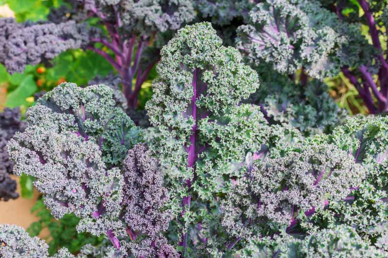 A close up horizontal image of a healthy, curly kale plant growing in the garden.
