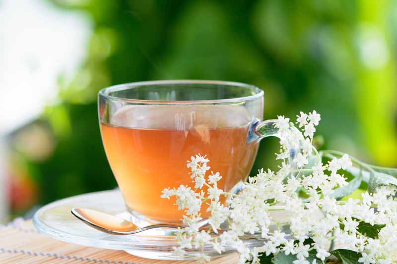 Elderflower tea brewed in a clear class cup with fresh flowers to the right.