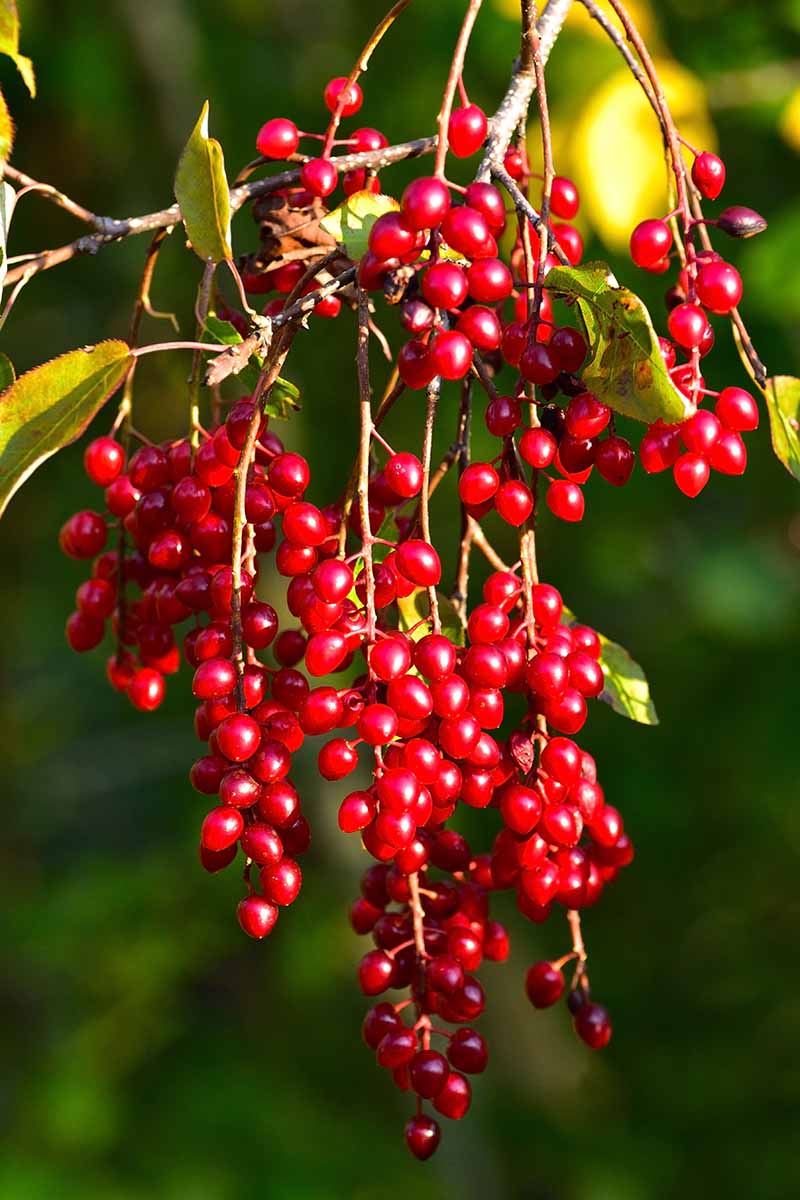 A close up of a cluster of bright red cranberries hanging from a stem. A few yellowish-green leaves around them, on a soft focus green background.