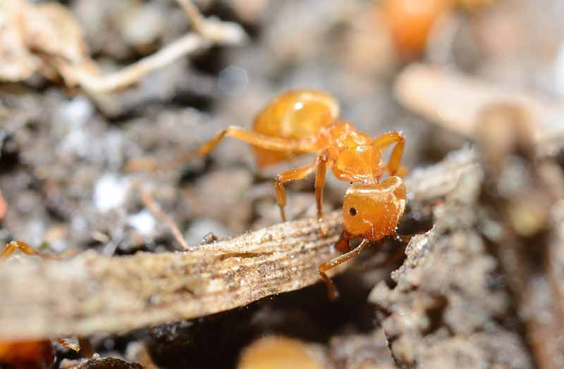 Close up (macro) view of a single citronella ant. 