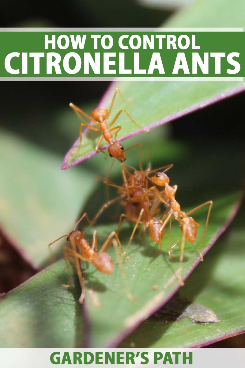 Four citronella ants on a leaf. Macro shot.