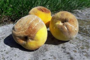 Close up of three yellow peaches showing signs of rhizopus rot.