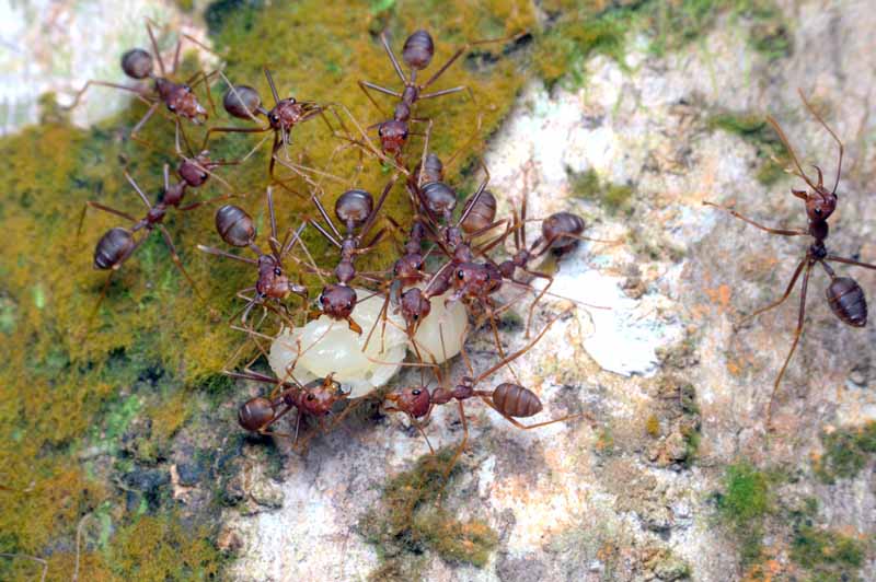 Top down view of pharaoh ants attacking an insect nymph.