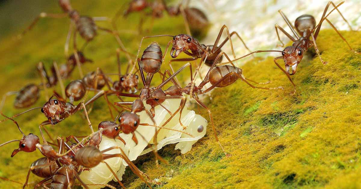 ants pharaoh ant arizona bathroom tiny them rid nest move