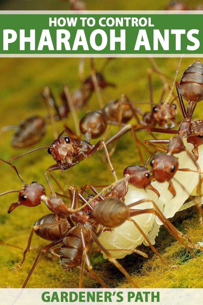 Close up of pharaoh ants collecting food.