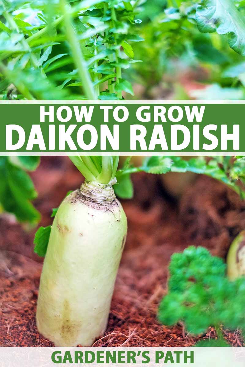 Daikon radish, still in the soil, with leaf tops in soft focus. Green and white text to the middle and bottom of the frame.