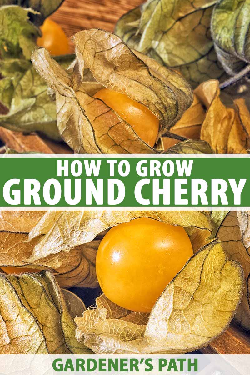 How to Plant and Grow Ground Cherry Physalis spp.   Gardener's Path
