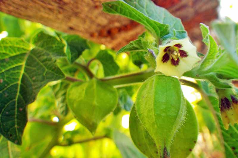 Close-up vertical image of an unripe ground cherry in a green husk with a yellow and purple flower above. Soft focus background is leaves and a tree branch.