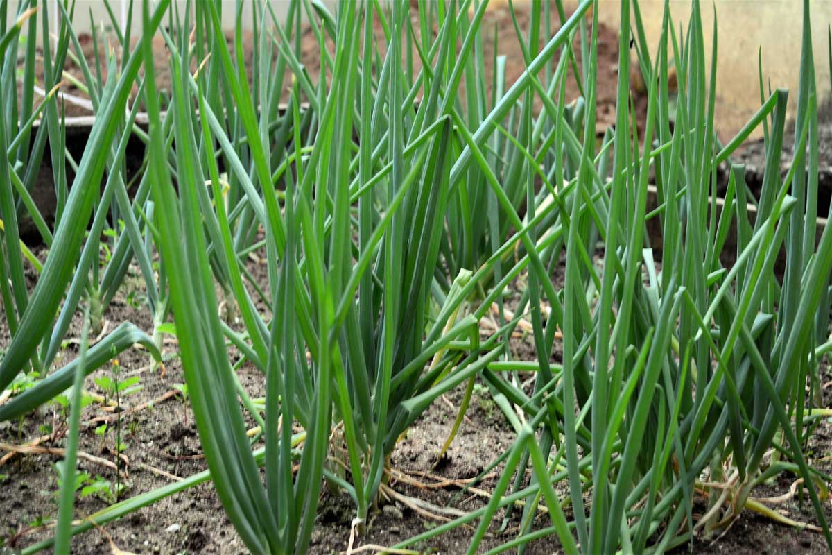 Welsh bunching onions growing in a vegetable garden. 