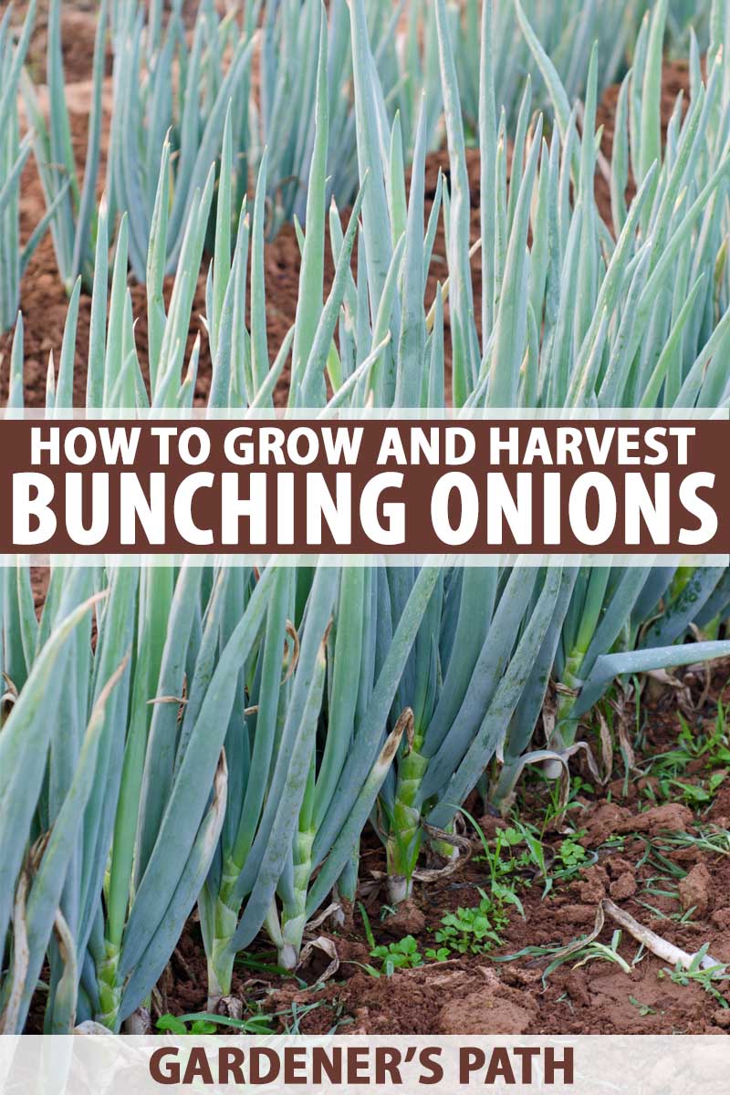 Green bunching onions growing in a vegetable garden.