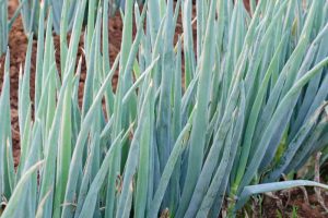 How to Grow and Harvest Bunching Onions