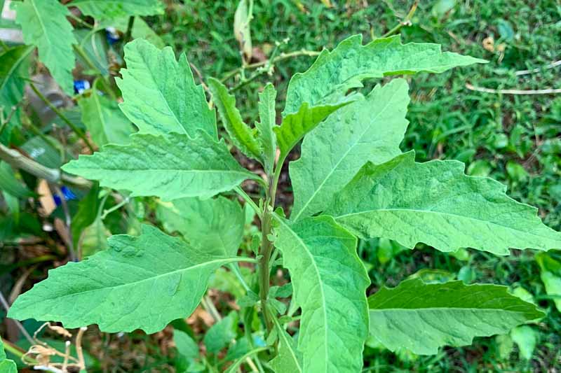 Oblique vie of a epazote herb growing in a kitchen garden.