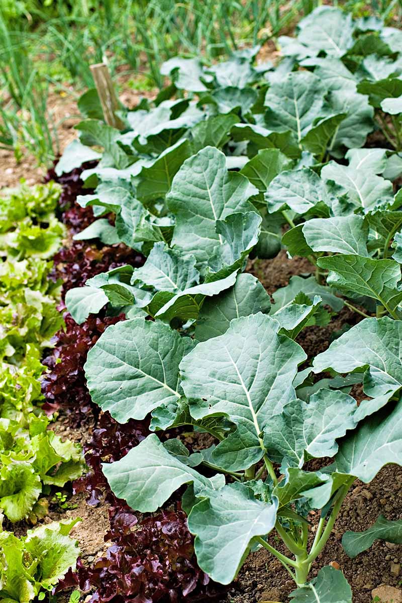Young collard greens, planted in a vegetable patch, alongside rows of lettuce. The green leaves with their light green stalks are bathed in soft sunshine.