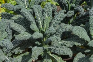 Close up of a dark, leafy cavolo nero plant, with large leaves on the outside, and small, tender new shoots at the center, in bright sunlight.