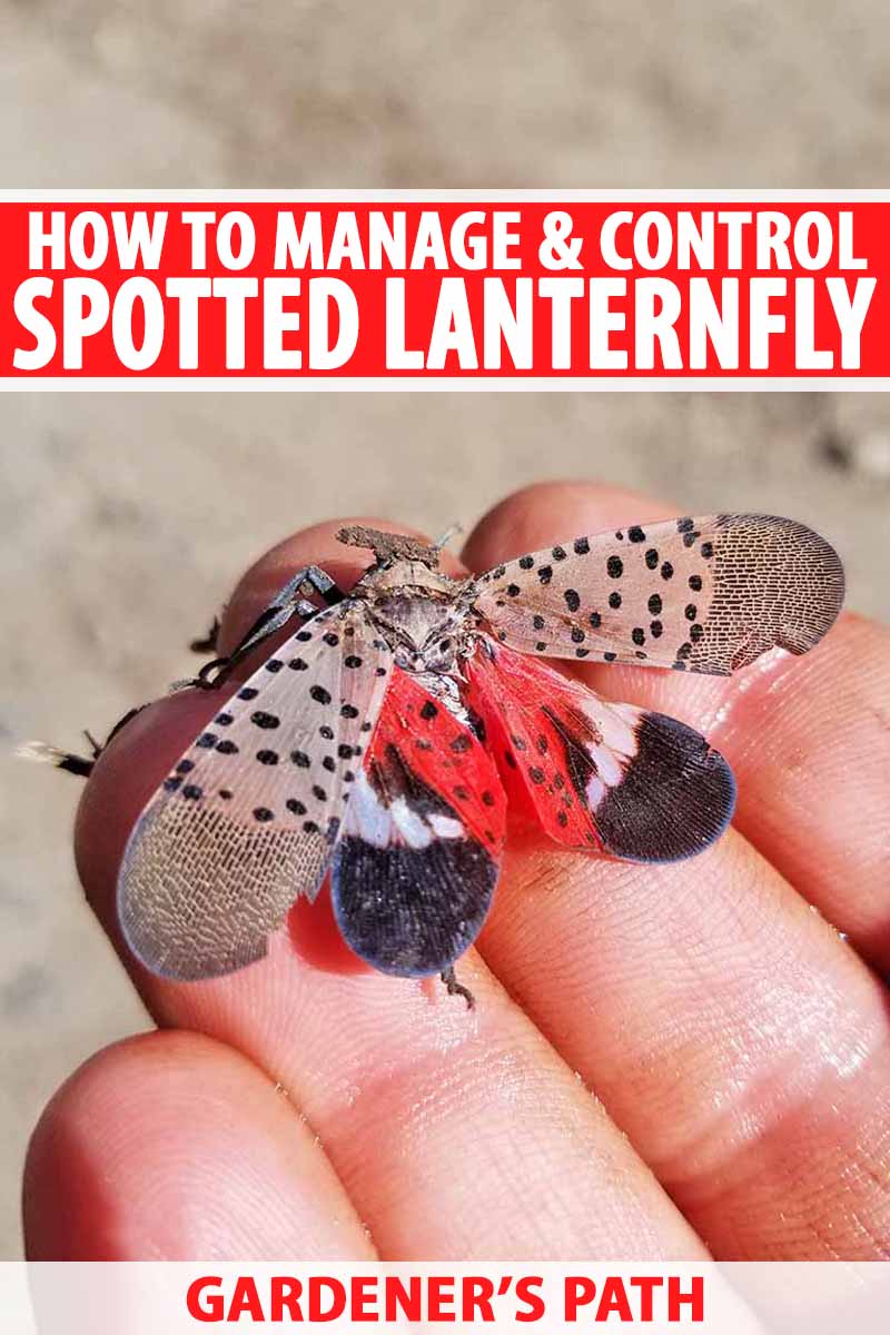 Close up of four fingers holding a spotted lanternfly with it's wings spread. The distinctive spots can be seen on the wings, and on the red and black inner wings. Red and white text in a banner at the top and bottom of the frame.