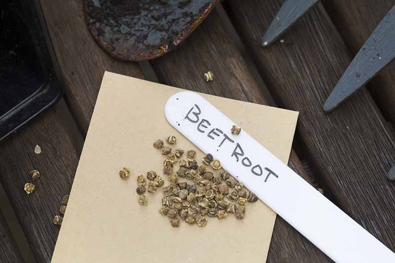 A close up of beetroot seeds on a light brown piece of paper, on a wooden table. A white planting sign with black lettering rests on top and to the side of the seeds. In the background are the tips of a garden fork.