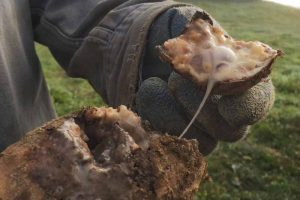 A farmer holds up a freshly dug potato showing an oozy bacterial soft rot mess on the inside of the tuber.