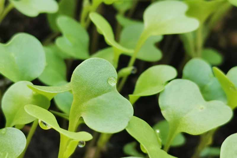 A close up of little green kale seedlings, with beads of water on some of the leaves, the background is more of these seedlings, and the dark earth underneath them in soft focus.