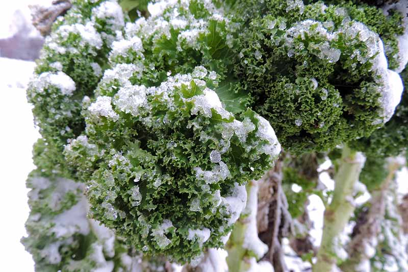 A close up of green curly kale leaves, covered in light frost, with snow in the background.