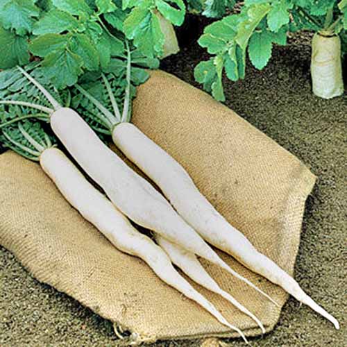 Close up of four 'Long' daikon tubers on a hessian sack on soil. In the background are two still waiting to be harvested.
