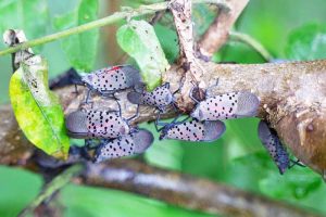 A cluster of pinky-gray Lycorma delicatula, spots clearly visible, feast on a tree branch. A couple of leaves to the left of the frame and a soft focus background of leaves and branches.