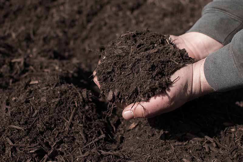Close up of two hands, with gray sleeves visible, holding dark mulch, on a background of the same dark colored mulch.