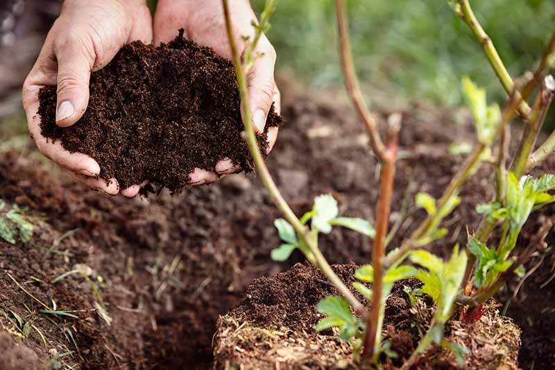 Two hands at the left of the frame holding compost to place around a berry plant, at the right of the frame. The background is soil in soft focus.