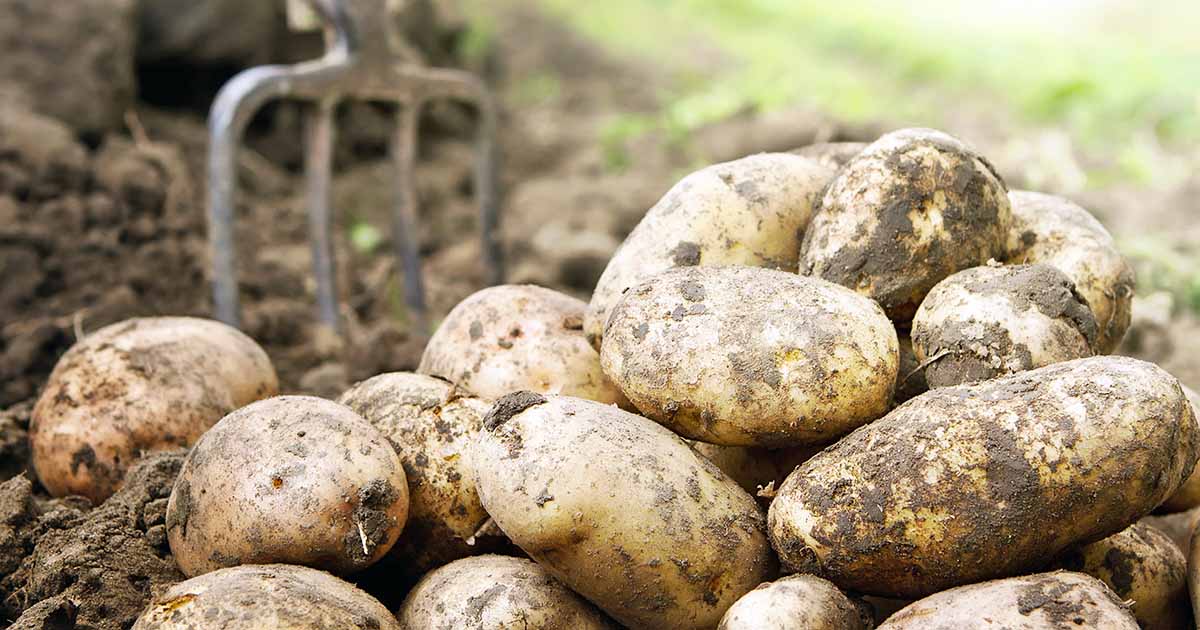 https://gardenerspath.com/wp-content/uploads/2019/10/Our-Favorite-Potato-Varieties-for-Home-Growers.jpg