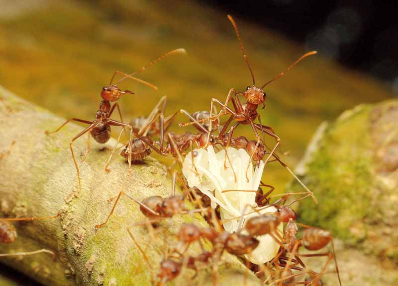 A mass of pharaoh ants attacks and kills another insect.