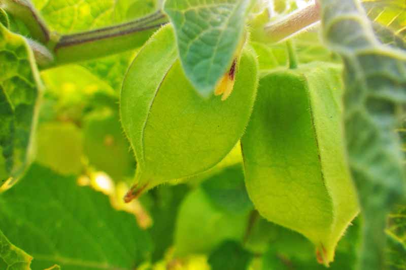 Close-up horizontal image of two green, immature Physalis fruits, in green husks, on a soft focus leafy green background.