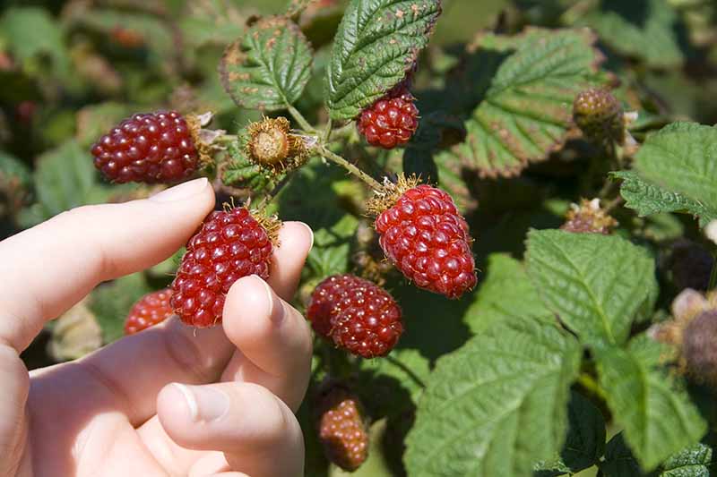 A hand reaches from the left of the frame to pick a ripe red tayberry from a shrub, on a sunny day. The background is green leaves in soft focus.