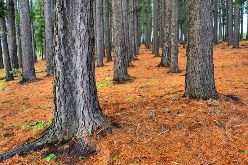 Large pine trees with rough bark surrounded by deep orange pine needle mulch, in light sunshine.