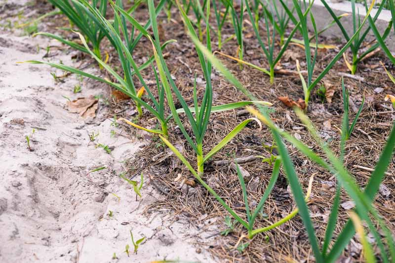 A garlic bed mulched with pine needles.