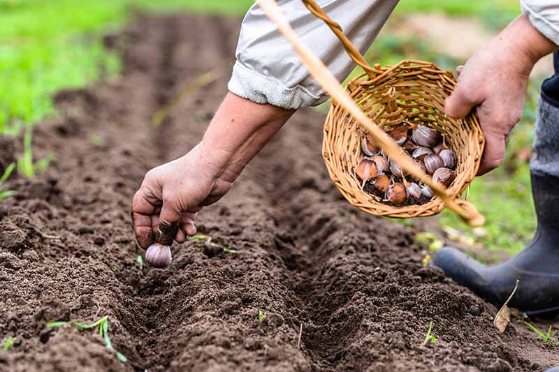 A close up of a man's hand, planting a garlic bulb in a small furrow in the soil. His other hand is holding a wicker basket, containing more garlic bulbs. The background is soft focus soil and grass.