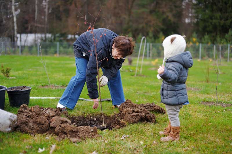 A little girl and her grandmother plant a tree in the chilly fall.