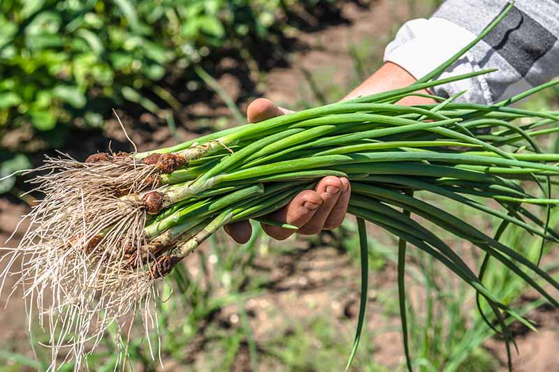 A close up of a man's hand from the right side of the frame, holding a bunch of newly harvested bunching onions in bright sunshine. The roots are still intact, with soil around the base, and bright green stems. The background is a garden bed in soft focus.