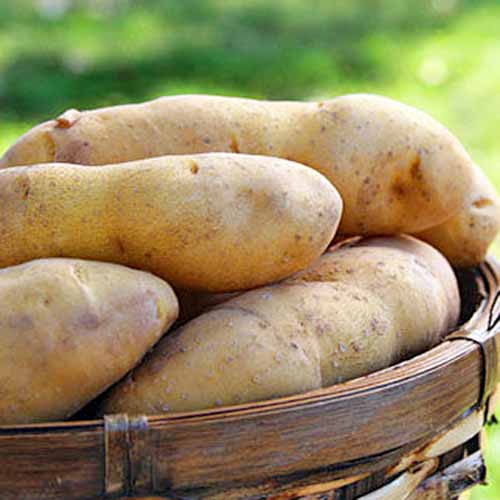 Close up of 'Princess Laratte' potatoes, with light brown skins, pictured in a wicker basket with a soft focus green background.