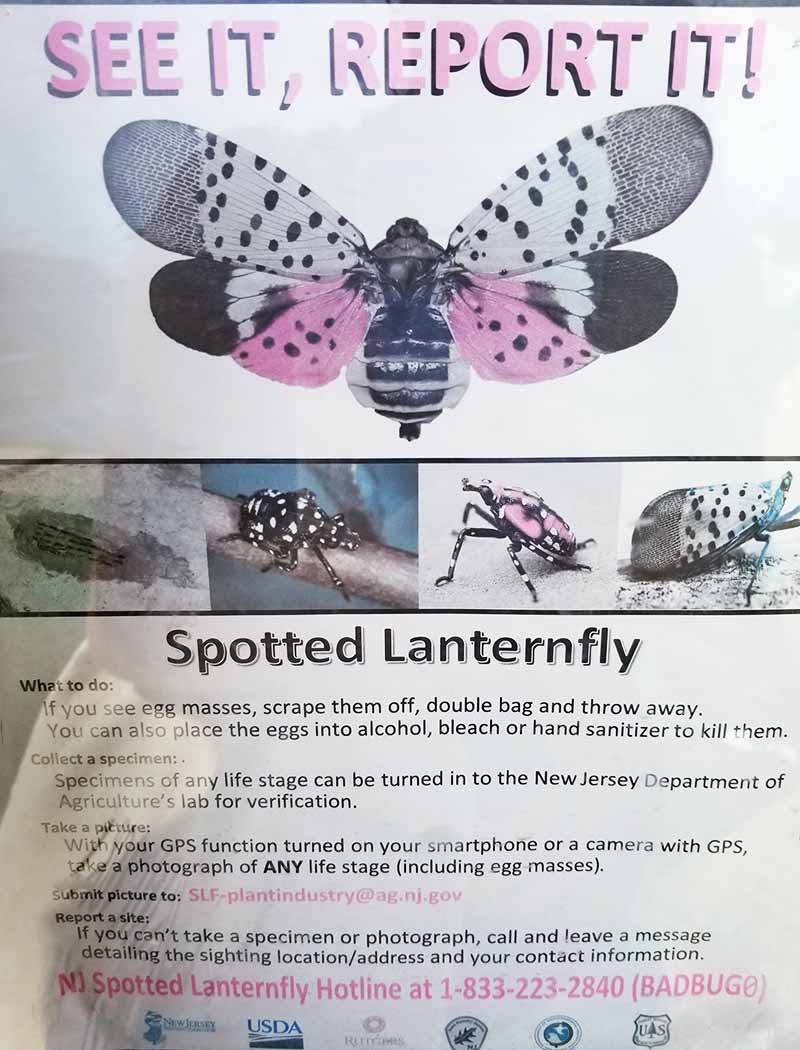 A poster warning the public about the danger of a spotted lanternfly infestation. Text at the top and bottom of the frame, with pictures of the insect towards the center. The picture clearly shows the spots on the wings.