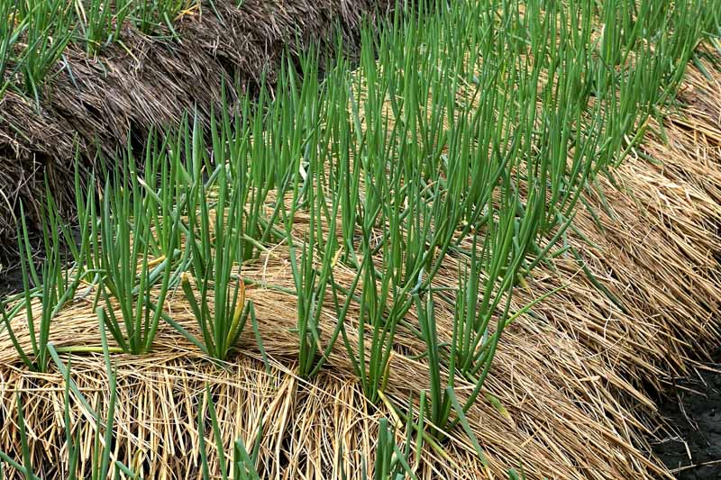 Spring onions growing in thick straw mulch.